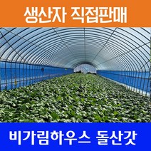 여수돌산갓 생갓 5kg