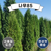 (나무85) 서양측백(미측백) 묘목, 3. 서양측백(미측백) 키 1.5m, 1개