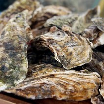 100% 국내산 제철수산물 해산물 통영 굴멍게가리비, 1개, 석화15kg