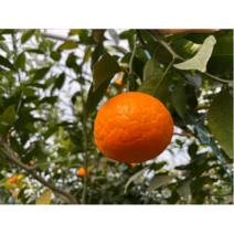 설국향 제주수라향 신품종 초고당도귤 아스미 3kg 5kg 10kg, 5kg(20과~30과)