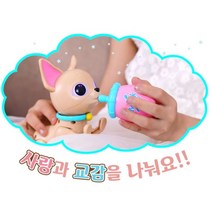 러브펫 몽몽이 애견돌보기
