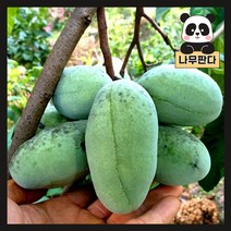 (나무판다) 포포나무 묘목 접목1년 화분, 포포나무 접목1년 화분