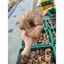 울진 진주농산 국내산 능이버섯 (생 냉동 건조 택1), 냉동500g