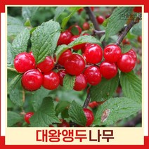 앵두나무 묘목 대왕조선앵두 접목1년생 뿌리 특묘 2개
