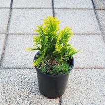 써니스마라그 서양측백 P9포트, 1개