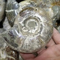 암모나이트화석 암모나이트1pc 천연 암모 나이트 Conch 마다가스카르 광물 표본 교육 용품 장식 치유 reiki, 01 100-260g