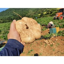 산지직송 부안 히카마(얌빈), 히카마즙