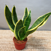 에덴농원 산세베리아(소품) 테두리가 금색이 선명한아이에요