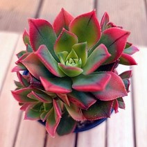 까라솔 키우기 쉬운 꽃다발 다육 식물1-30 랜덤발송