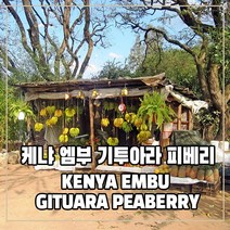 (커피생두) 4 케냐 엠부 기투아라 피베리 1kg, 1개
