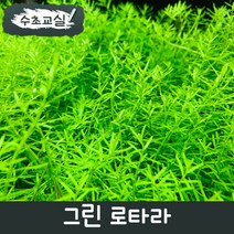 [수초교실] 키우기 쉬운 수초 그린 로타라 15촉