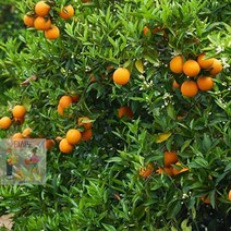 제주_특급_영화청과_가격_국내산_1k800g_레드향_제철 EB70, 상세페이지 참조