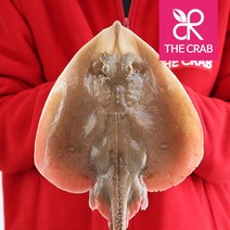 제철 서해안 간재미 생물 냉동 손질 간자미, 생물 간재미 1마리 (600-800g)