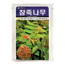 참죽나무씨앗 500알 참죽나무 씨앗