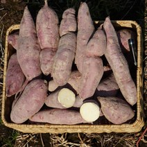 고구마10키로 해남 밤고구마 다이어트 군고구마 강아지 간식 3kg 5kg 10kg, 대사이즈 5kg