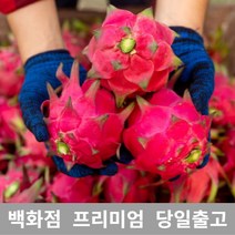 [특등급선별] 용과 1kg 선물 과일 열대과일 과일추천 맛있는과일 용과 용과먹는법 레드용과 적용과 붉은용과 건조용과 용과선물세트, 1개