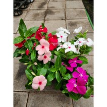 일일초 3개묶음 꽃이 피고지고 85 색상랜덤, 3개