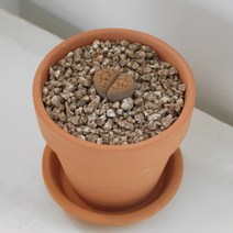 리톱스가 심어진 토분화분