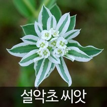 설악초 씨앗 유포르비아씨앗 꽃씨 euphorbia seed 20알, 1개
