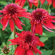 뿌리/에키나세아( 에센트릭) 뿌리1개 G1231