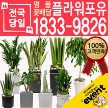 개업화분 인테리어식물 배송 떡갈나무 대엽홍콩 뱅갈고무나무 관음죽 알로카시아 소철 극락조 만냥금 무늬벤자민 파키라 당일, (선택03)금전수