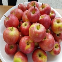 묘목/미니사과나무 루비에스/성목R5cm(결실주) N20