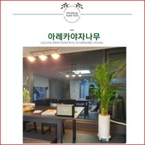 없음 [반값화분] MAIN-대형아레카야자나무160 직접배송 축하화분 개업화분 거실화분 카페화분 인테리어화분 아레카야자 극락조 알로카시아 파키라 고무나무, 방문분갈이