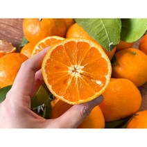 제주 카라향 고당도 꿀뚝뚝 1.5kg 2kg 5kg 10kg 가정용, 꿀당도 제주 카라향 가정용 2kg