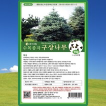 구상나무 씨앗 구상나무 씨 종자 15g