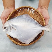 병어 덕자 병어조림 세꼬시 목포수협 당일위판, 손질 참병어 대(26cm 내외), 1개