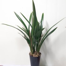 꽃대가 있는~산천보세