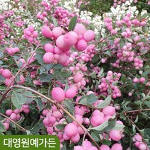 스노우베리 매직베리 2L포트 꽃나무 정원수