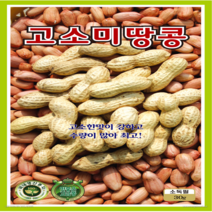 OK농장 [[콩] 고소미땅콩(30g)] 땅콩씨앗 종묘 묘종 씨앗 채소씨앗 꽃씨앗(KS종묘)