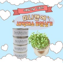 어린이집 식목일 행사 화분 4인 세트 미니 캔에 씨앗심기 브로콜리 청경채 적양배추 무순키우기 배양토 씨앗포함, 브로콜리 캔 4인세트