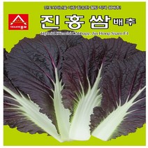 진홍쌈배추 씨앗 500립