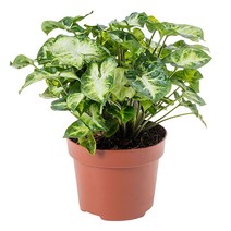 [관엽식물]싱고니움