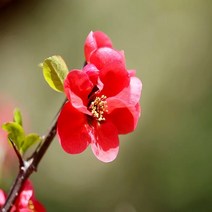 충주원예조경/명자나무/80cm/개화주, 1개