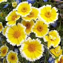 [모야모 꽃씨] 티디팁스 20립 씨앗 봄파종