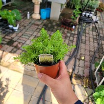 야외조경수 희귀식물 엔젤리나티컵 세덤 소품 노지월등 10-25cm 59