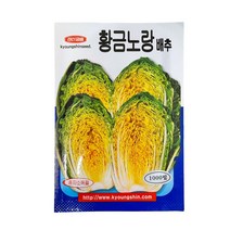 황금노랑 배추 씨앗 1000립 [23년포장] 맛있는 배추 종자