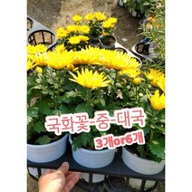 국화꽃-중-대국-3개or6개/국화의 여왕인 대국 신비로운 꽃잎이 아름다운달덩이, 3개