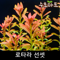 [수초마트] 로타라 선셋, [득템할인] 5줄기
