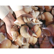 제철자연산 동해 통백골뱅이 생물 활백고동 산지직송 1kg 500g 소중대, 1kg(중, 20~30미), 1개