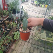 용신목 용심목 소품 다육식물 다육이 10~25cm 25