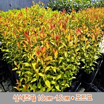 충주원예조경/삼색조팝/포트묘/10주, 주
