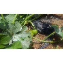 접목 애플수박 모종 1주 5주 20주 [청주명품모종백화점 티움], 일반애플수박모종