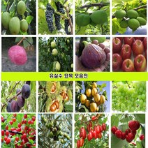 과일나무 묘목 대봉감나무 대추 매실 사과 체리 복숭아 자두 살구 배 포도 왕오디 밤 아로니아 블루베리 석류 복분자 왕보리수 앵두나무 모과 무화과 호두 칼슘나무 미니사과, 아로니아2년생3주