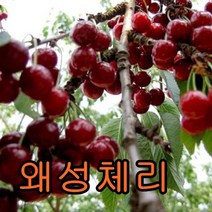 왜성체리접1특 1그루+기둥형사과1그루 묶음 나무 묘목 사과나무