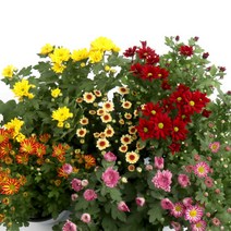 갑조네 국화(미니)중품 색상랜덤 한정특가 꽃모종 생화 국화꽃 월동 꽃화분 소국 미니국화 공기정화식물 꽃