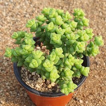 [다육식물]희성